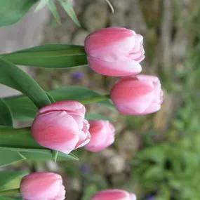 Ollioules Tulip (Tulipa Ollioules) Img 3